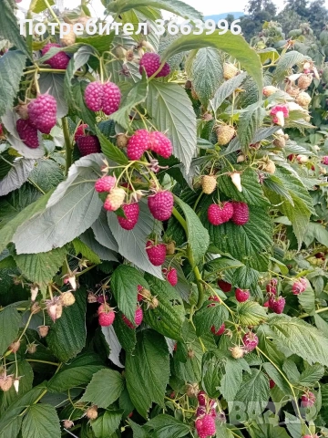 продавам фантастичен разсад ягоди и малини , снимка 17 - Разсади - 53688553