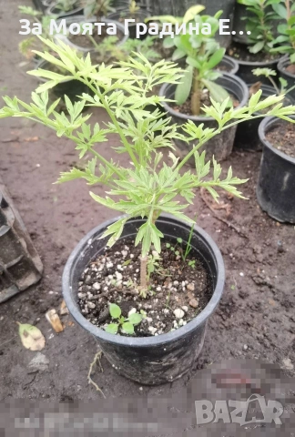 Червен Бъз , снимка 7 - Разсади - 53634250