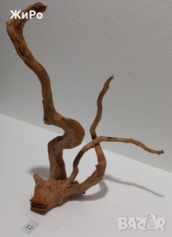 Корен от Азалия /декорация/ 12, снимка 2 - Други - 49875079