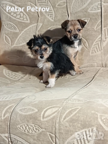 Мини пинчер чихуахуа, снимка 9 - Чихуахуа - 52816462