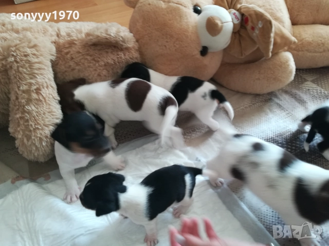 джак ръсел-видин 250лв за кутре 1709251750, снимка 5 - Джак ръсел териер - 51747736