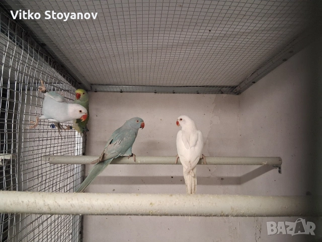 Малък Александър, снимка 10 - Папагали - 52169572