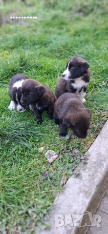 Малки игриви кученца, снимка 3 - Други - 53696952