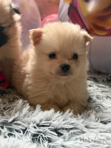 Померан , снимка 6 - Померан - 54074185