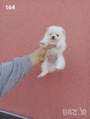 Бели Померани. Момиче и момче. Реални снимки от 29.12.25 г. , снимка 2 - Померан - 52930796