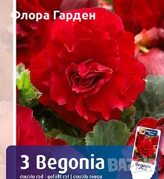 БЕГОНИЯ - Грудки/ ПРЕДВАРИТЕЛНИ ПОРЪЧКИ, снимка 6 - Сортови семена и луковици - 49235759