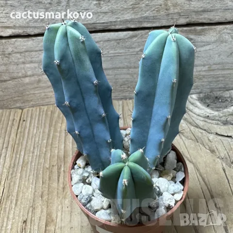 Myrtillocactus geometri, снимка 1 - Стайни растения - 48027318