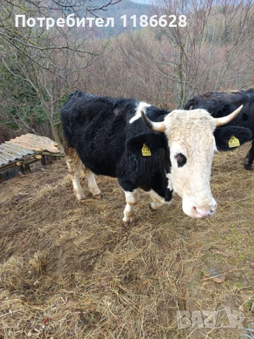 Продават се три телета , снимка 2 - Крави - 53917286