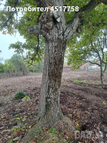 орехово дърво