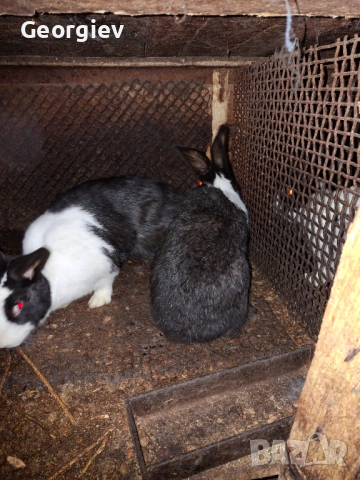 Заек или заешко месо , снимка 4 - Домашни продукти - 48620664