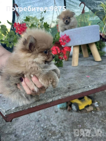 Продавам померани , снимка 2 - Померан - 52858919