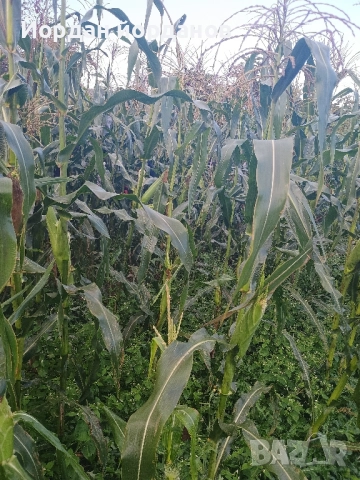 продавам бяла царевица , снимка 4 - Сортови семена и луковици - 52339346