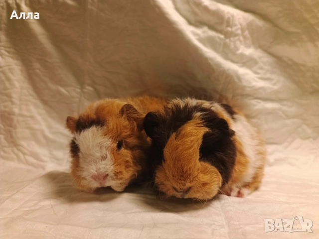 Малки морски свинчета , снимка 6 - Морски свинчета - 54046803