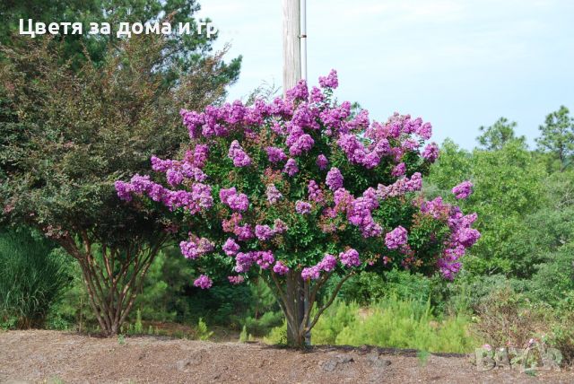 Индийски люляк Lagerstroemia лилав, снимка 4 - Разсади - 46652654