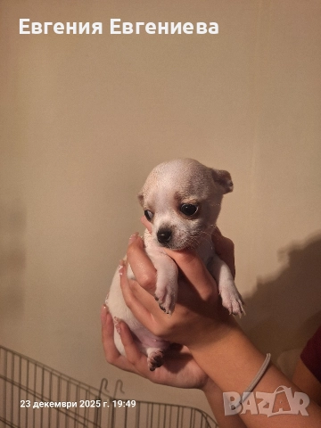 Мини чихуахуа,две момчета и две момичета.