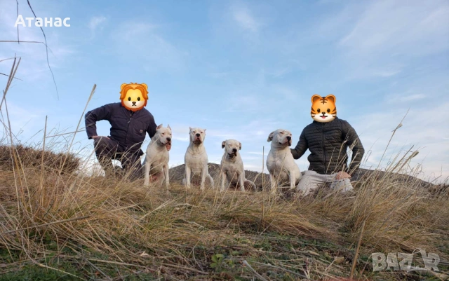 Чистокръвни Дого Аржентино, снимка 6 - Дого аржентино - 53442000