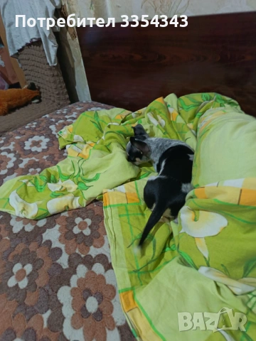 Чихуахуа с паспорт и вакини две, снимка 4 - Чихуахуа - 53114756