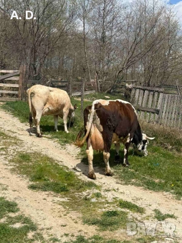 2 Млечни крави