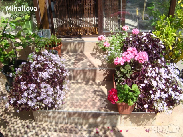 Оксалис Триангуларис, Триъгълна детелина, Кралска детелина, снимка 1