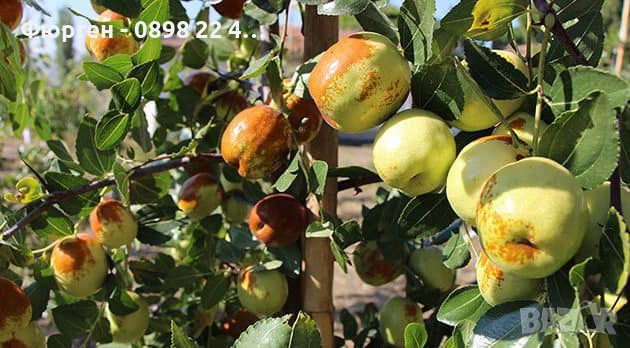 Хинап - Финап, снимка 9 - Разсади - 37713586