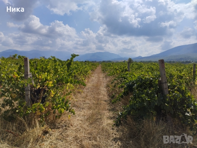 Продавам лозе