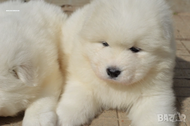 Самоед бебета, снимка 2 - Самоед - 51998559