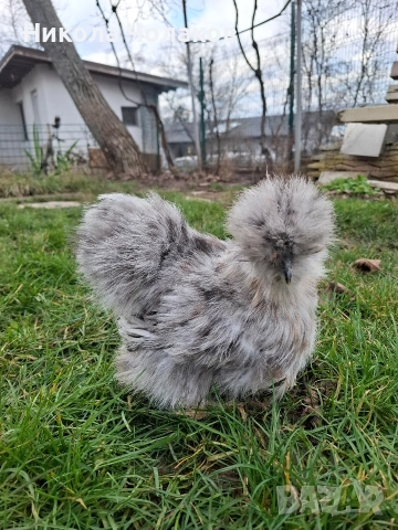 Американски копринки пилета , снимка 3 - Кокошки и пуйки - 52953978