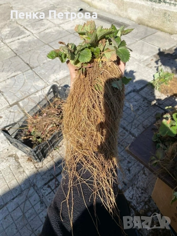 градински разсад, снимка 11 - Градински цветя и растения - 53715877