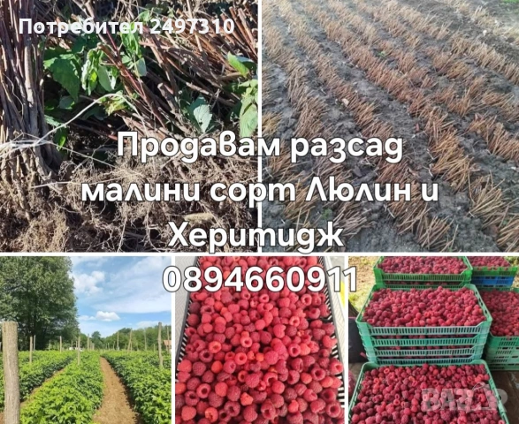 Продавам разсад малини 