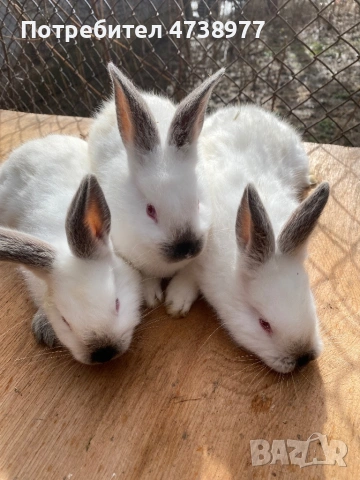 Зайци , снимка 6 - Други животни - 53488376