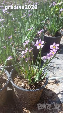 Сисиринхиум – изящната красота във вашия дом, снимка 2 - Градински цветя и растения - 29487628