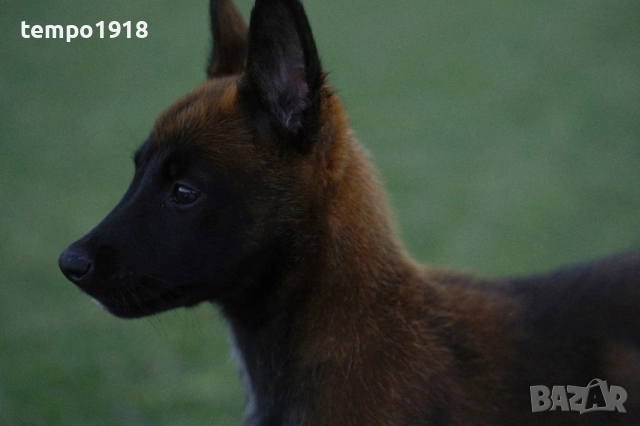 Белгийски Овчарки с Родословие, снимка 2 - Белгийска овчарка - 47358276