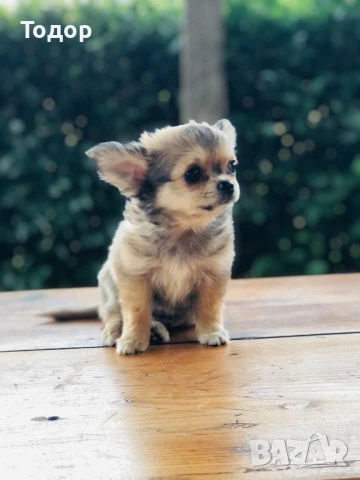 Продавам мини чихуахуа , снимка 1