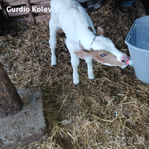 Телета , снимка 4 - Крави - 54296409