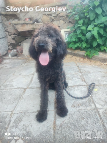 Лабрадудел женски, снимка 3 - Други - 52908540