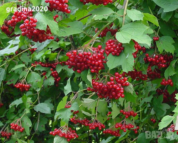 Червена калина (viburnum opulus), снимка 1 - Градински цветя и растения - 27628413