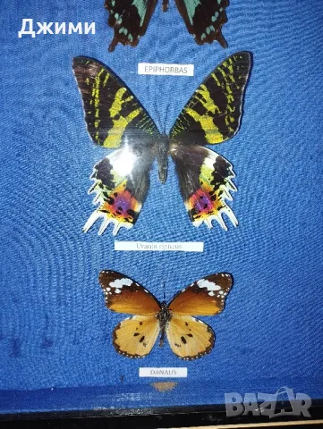 препарирани пеперуди, снимка 7 - Антикварни и старинни предмети - 50045495