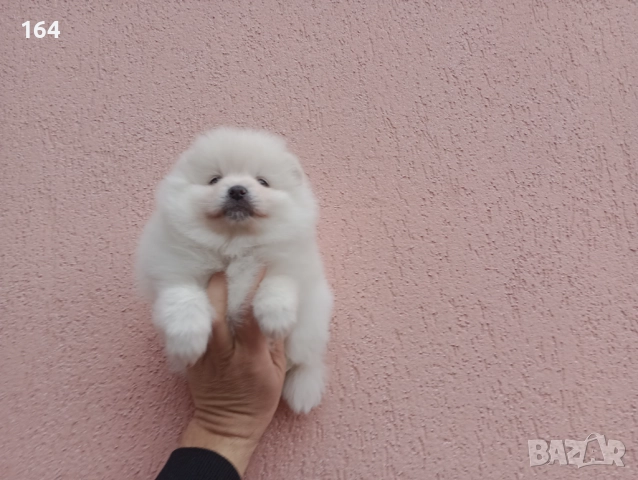 Бял мъжки Померан. Реални снимки от 05.01.26 г. 