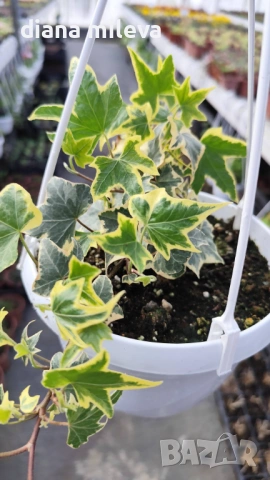 Кошница с Бръшлян, Hedera Helix Yellow Ripple, снимка 2 - Градински цветя и растения - 53377089
