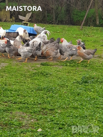 купувам петли легбар крем работещи , снимка 2 - Кокошки и пуйки - 53424626