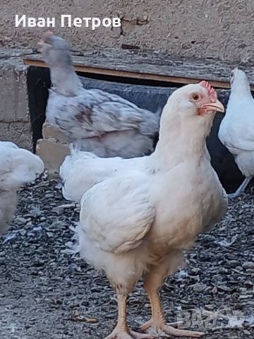 Продавам селски пилета на 2месеца, снимка 1 - Кокошки и пуйки - 46503636