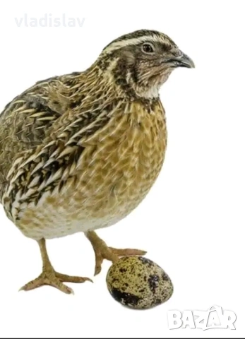 Пъдпъдъци и пилета Бял лехорн и селска, снимка 5 - Кокошки и пуйки - 54198500