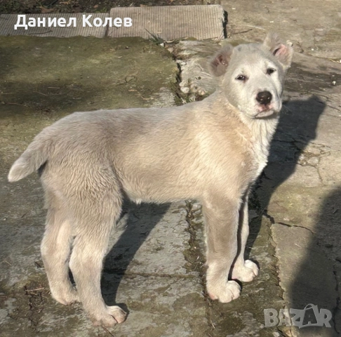 Продавам женски и мъжки алабаи, снимка 2 - Алабай - 52813719