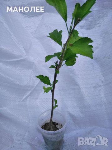 Дървовидна ружа, снимка 3 - Градински цветя и растения - 45593817