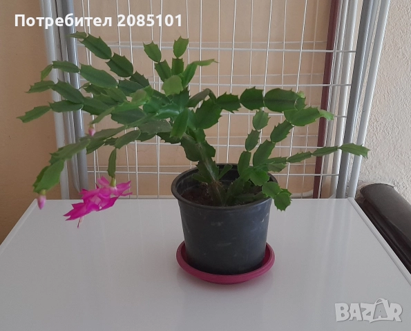 Коледниче, снимка 7 - Стайни растения - 52539915