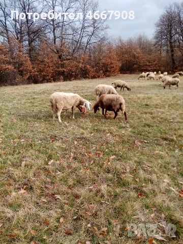 Продавам овце 