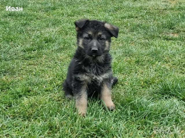 малки немски овчарки, снимка 17 - Немска овчарка - 52921710