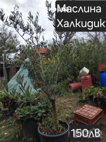 Моите цветя, снимка 9 - Градински цветя и растения - 52213640