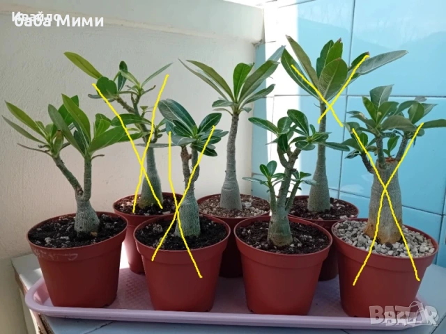 Адениум - Obesum,Arabicum,Somalense,Socotranum и DHA, снимка 2 - Стайни растения - 46112744