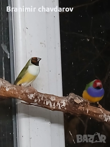 продавам амадини гулдови папагалови диямантени , снимка 8 - Амадини - 52564502